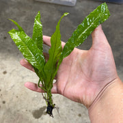 Java Fern